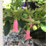 Buy correa online perth WA