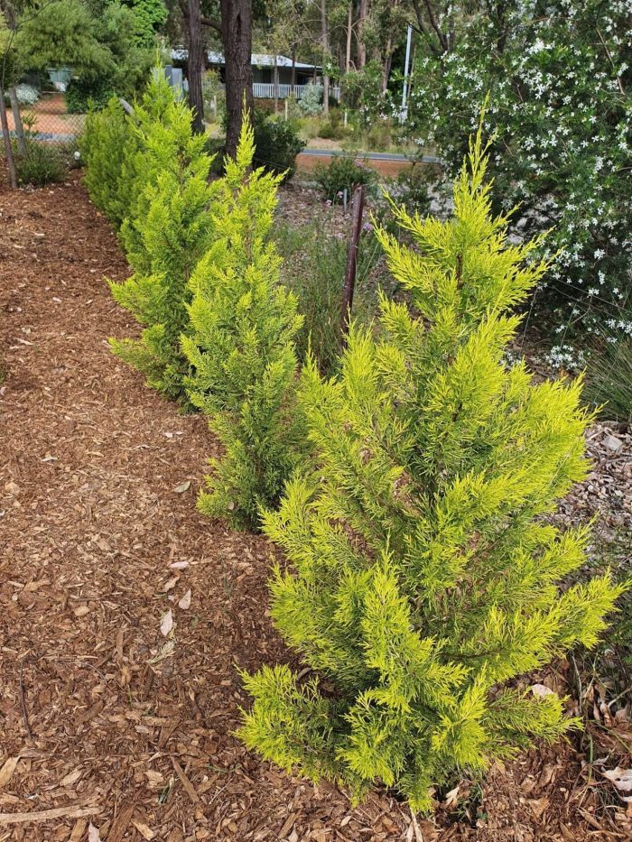 Conifer - Cupressus Lemon Scent