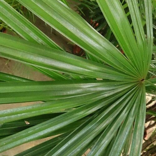 Rhapis Excelsa - Lady Palm