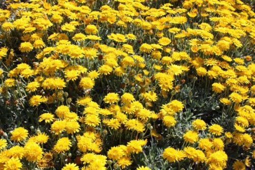 Double Gold™ Gazania hybrid ‘GT20’