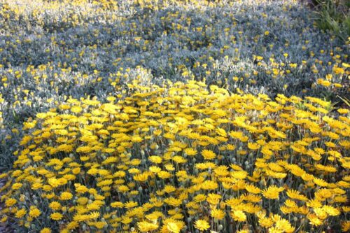 Double Gold™ Gazania hybrid ‘GT20’