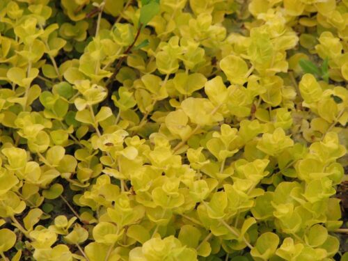 Lysimachia - Goldilocks