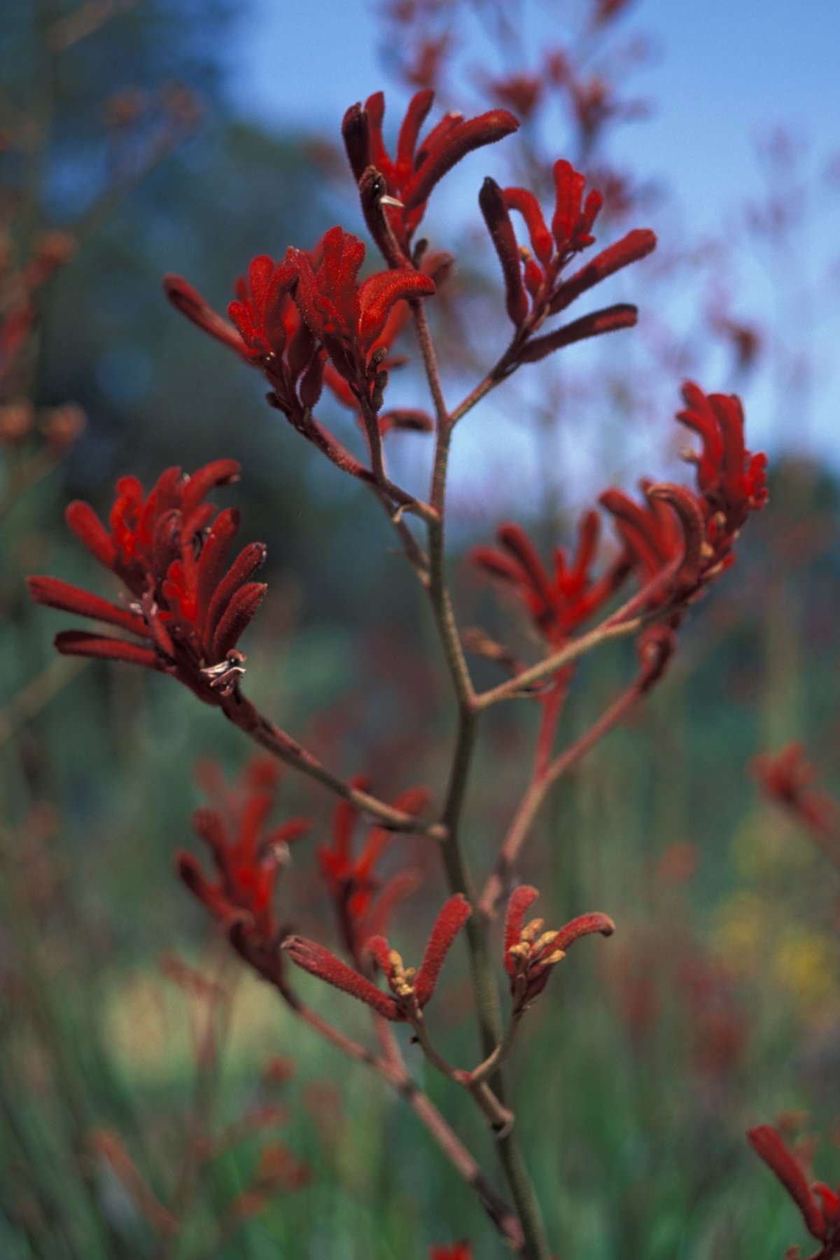 Anigozanthos Big Red Kangaroo Paw