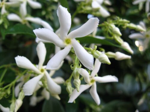 Trachelospermum Jasminoides - Chinese Star Jasmine