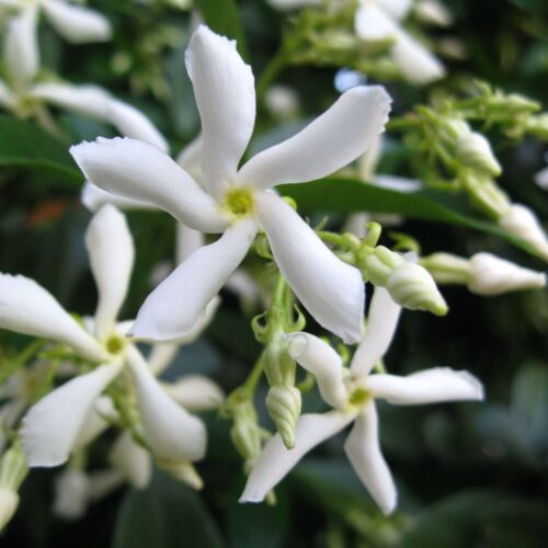 Trachelospermum Jasminoides - Chinese Star Jasmine