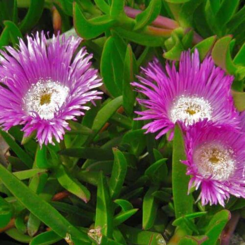 Carpobrotus Virescens - Tucker Bush© Karkalla