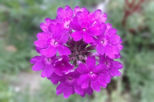 Verbena - Cyrano Purple