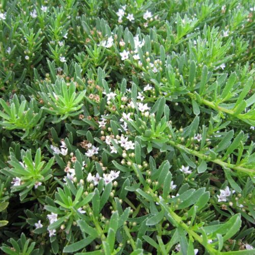 Yareena™ Myoporum parvifolium ‘PARV01’