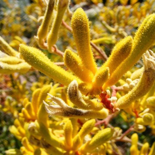 buy Anigozanthos ‘Yellow Gem’ Kangaroo Paw Perth