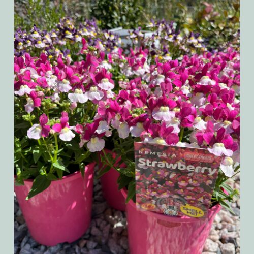 Nemesia fruiticans Sweet Treats Strawberry