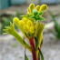 Buy kangaroo Paws WA Perth online