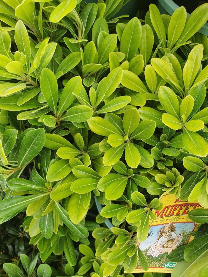 Pittosporum Miss Muffet