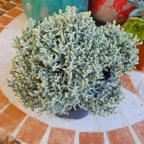 Leucophyta Silver Nugget - Silver Cushion Bush