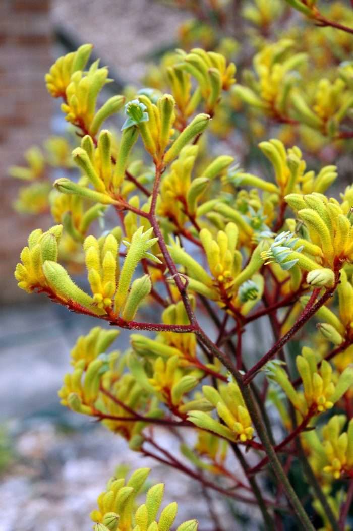 Anigozanthos - Landscape Gold - Kangaroo Paw