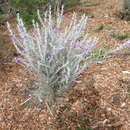 Eremophila Nivea - Emu Bush