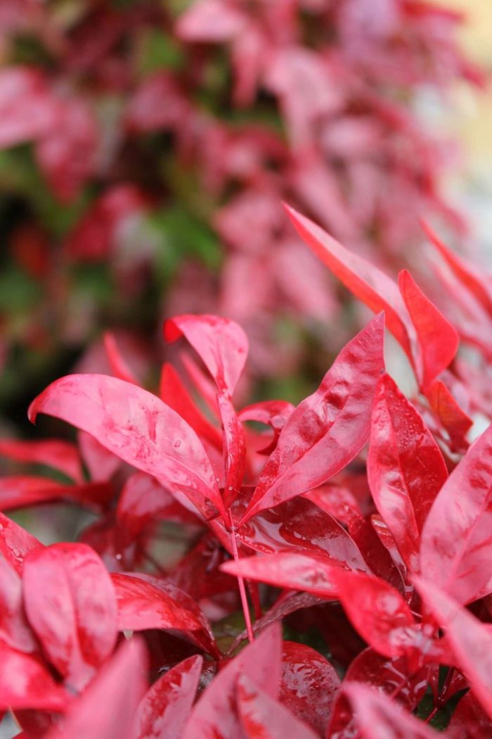 Blush™ Nandina Domestica ‘aka’