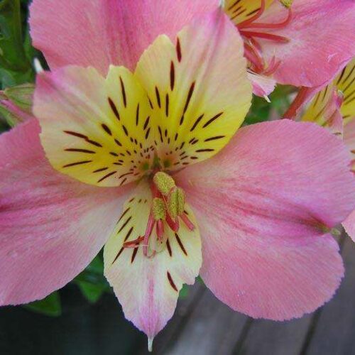 Alstroemeria - Little Miss Davina- Princess Lily