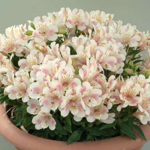 Alstroemeria - Little Miss Natalie - Princess Lily