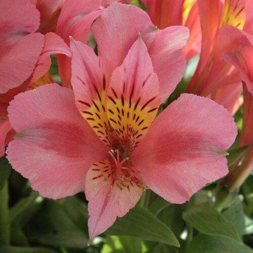 Alstroemeria - Little Miss Arabella - Princess Lily