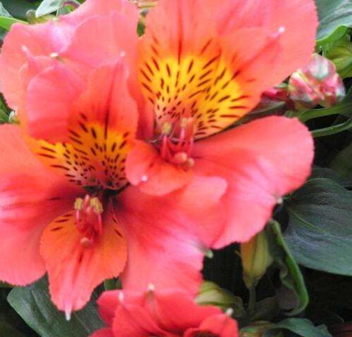 Alstroemeria - Little Miss Jessica - Princess Lily