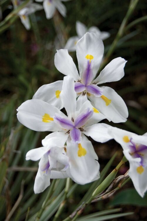 Dietes - White Tiger