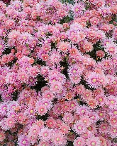 Lampranthus - Coral Explosion