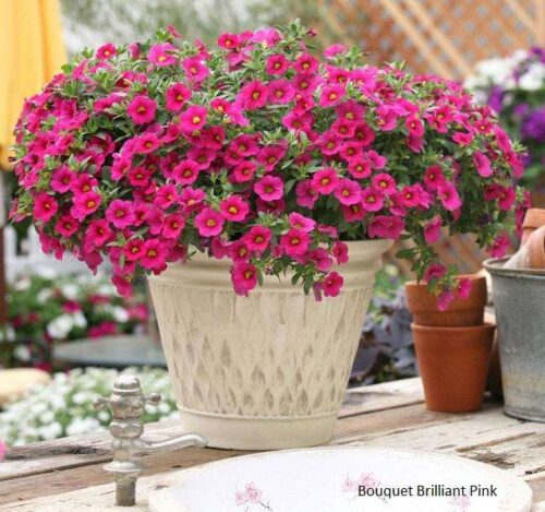 Calibrachoa - Million Bells Bouquet Range - Colourwave