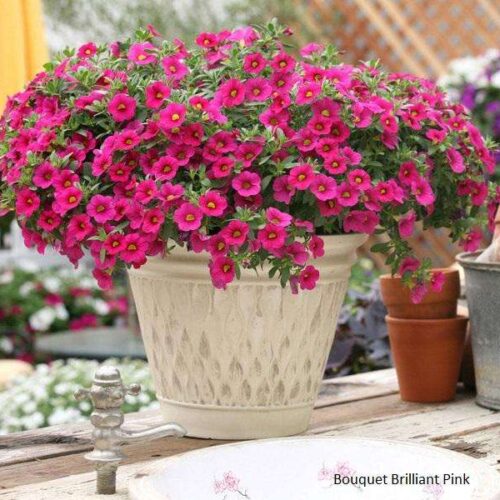 Calibrachoa - Million Bells Bouquet Range - Colourwave