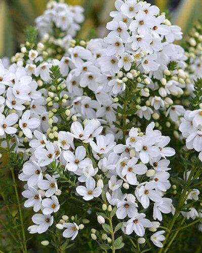 Tetratheca - Fairy Bells Snow