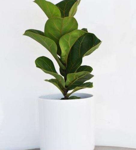 Ficus Bambino - Dwarf Fiddle-Leaf Fig
