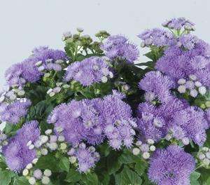 Ageratum - Ariella Blue - Foss Flower