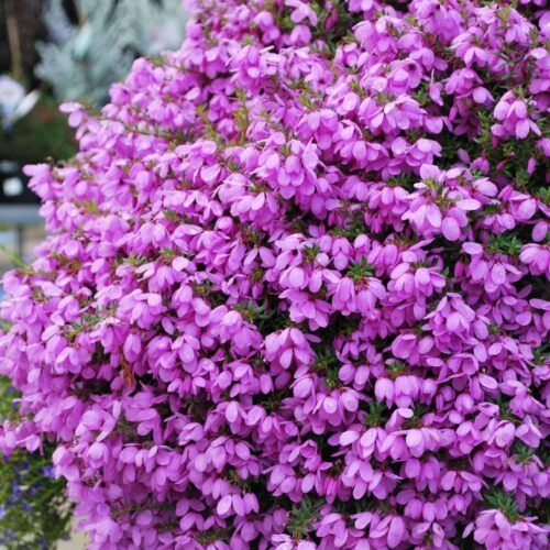 Tetratheca - Fairy Bells Mauve