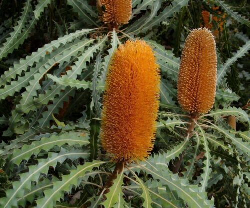 Banksia ashbyi 'Dwarf'