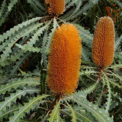 Banksia ashbyi 'Dwarf'