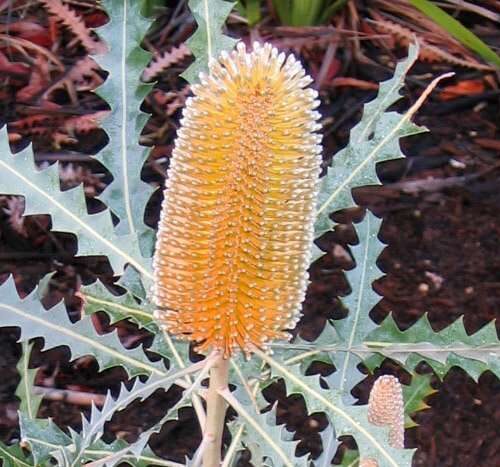 Ashby's Banksia