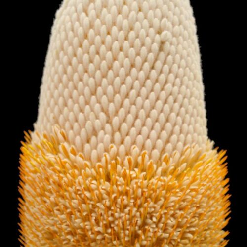 Banksia prionotes Acorn Banksia