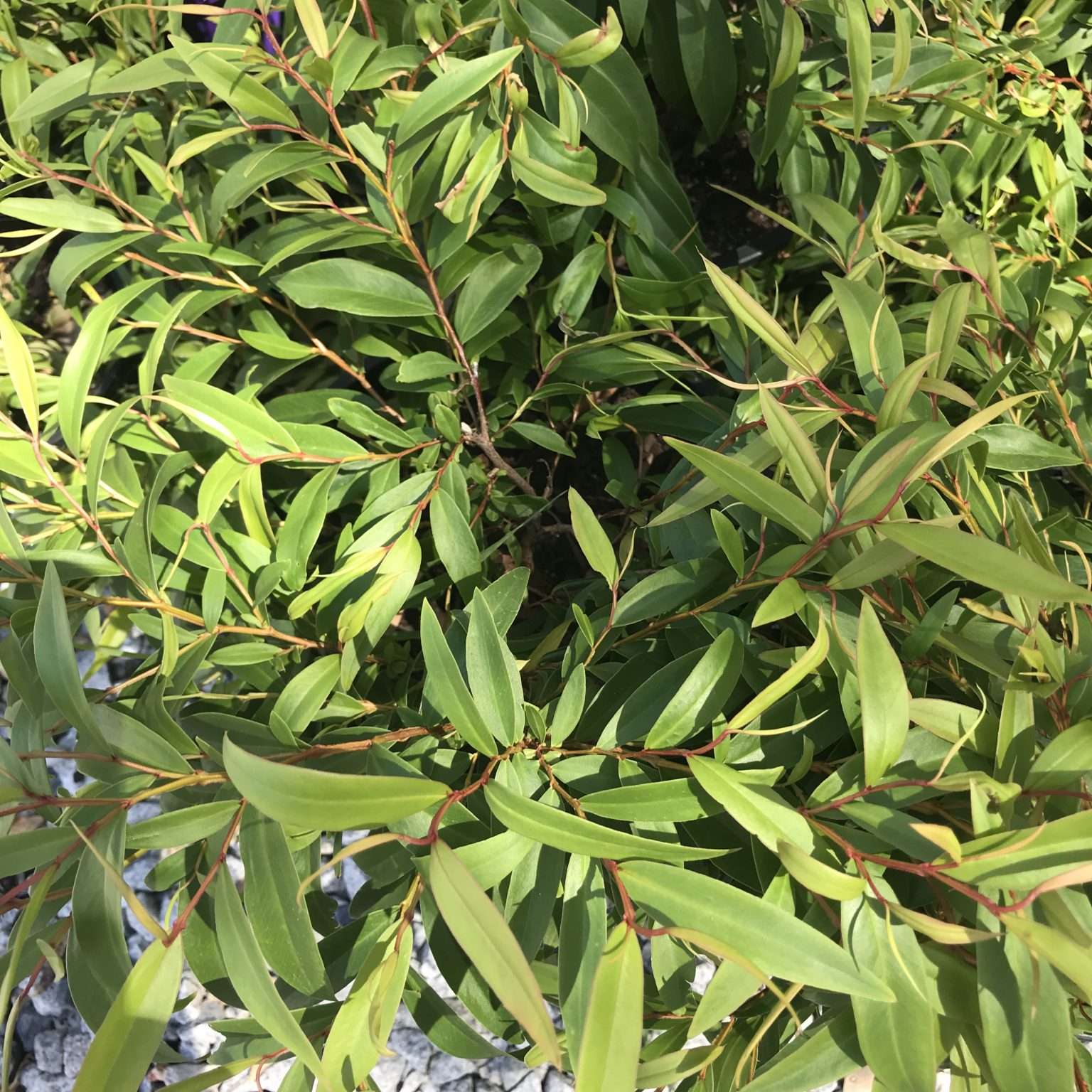 Agonis flexuosa 'Nana' - The Plant Cellar