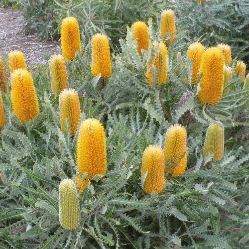Banksia ‘Ashbyi Dwarf’ perth