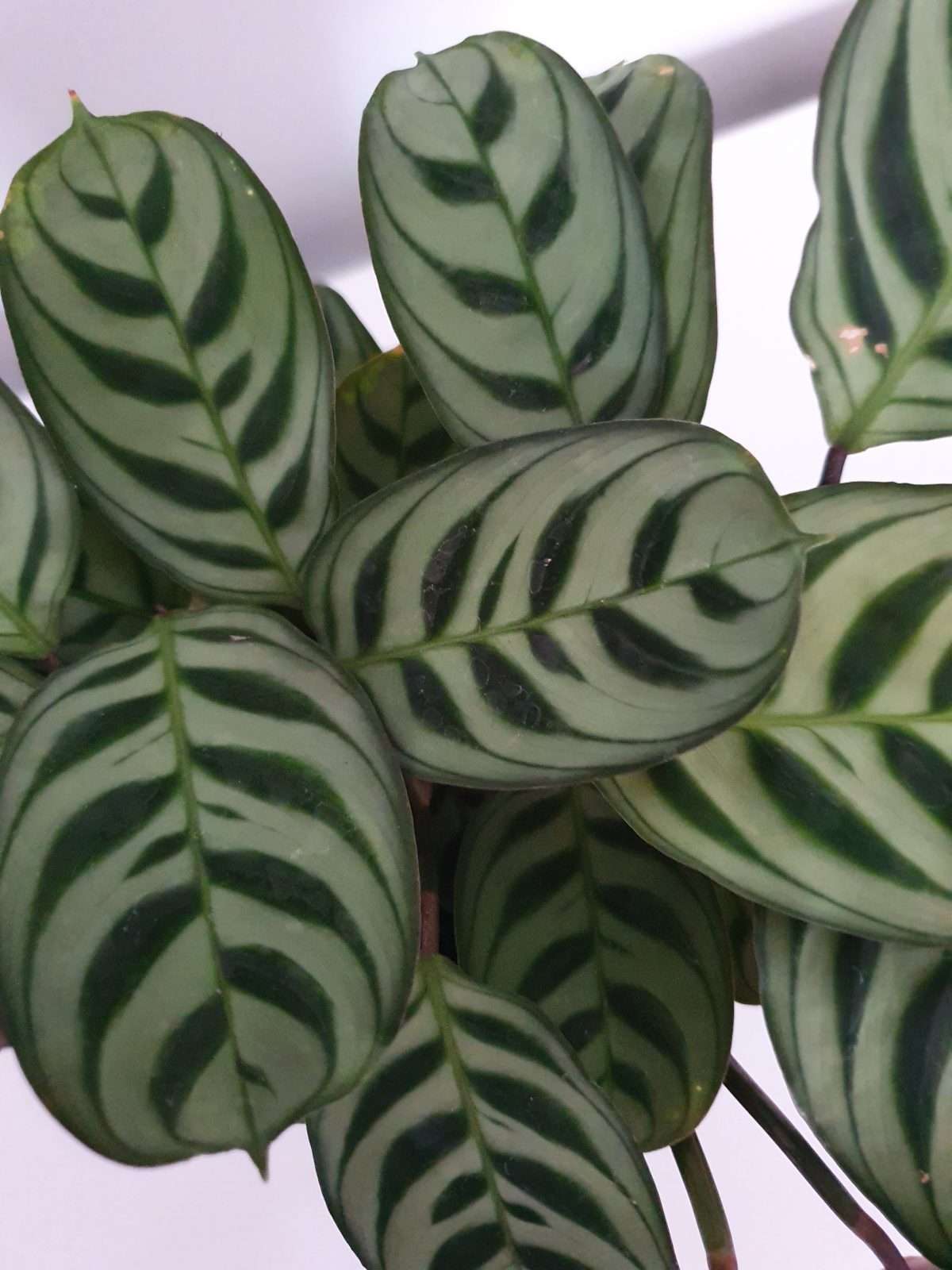 Ctenanthe 'Burle Marx' - The Plant Cellar