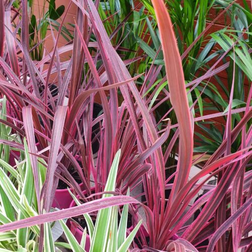 Electric pink cordyline