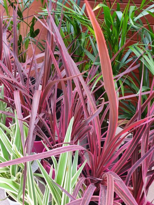 Electric pink cordyline