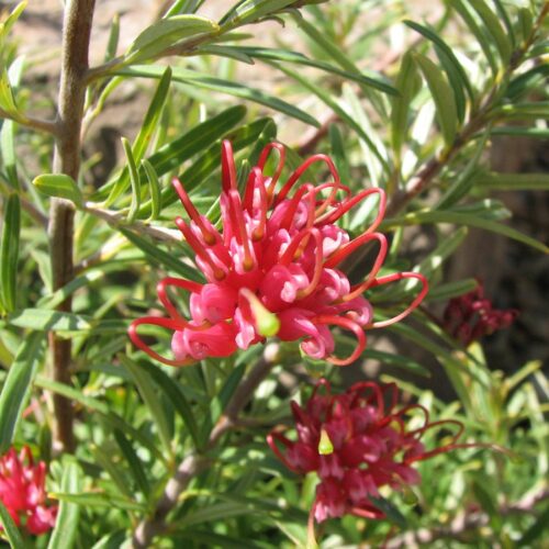 buy grevillea gin gin gem perth online WA