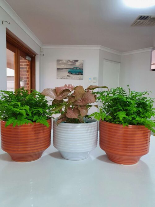 Pot/planters perth