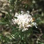 Grevillea crithmifolia prostrate Perth