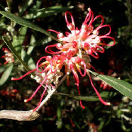 BUY grevillea olivacea perth