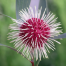 buy pincushion hakea perth