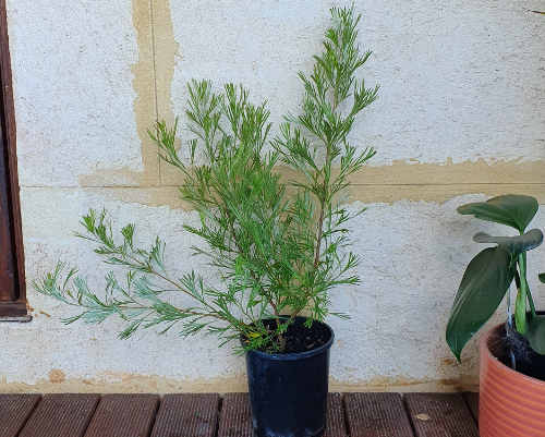 Grevillea 'Winpara Gold'