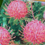 Buy Leucospermum Perth