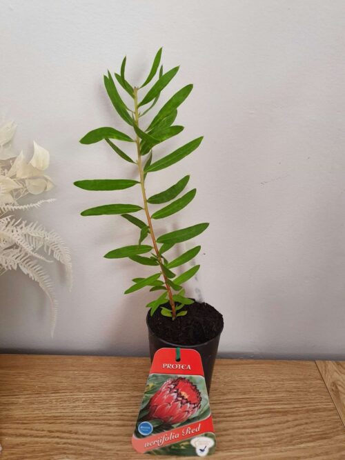 buy protea neriifolia Red Perth WA online