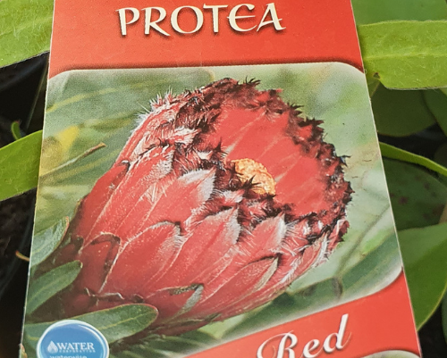 Protea Perth